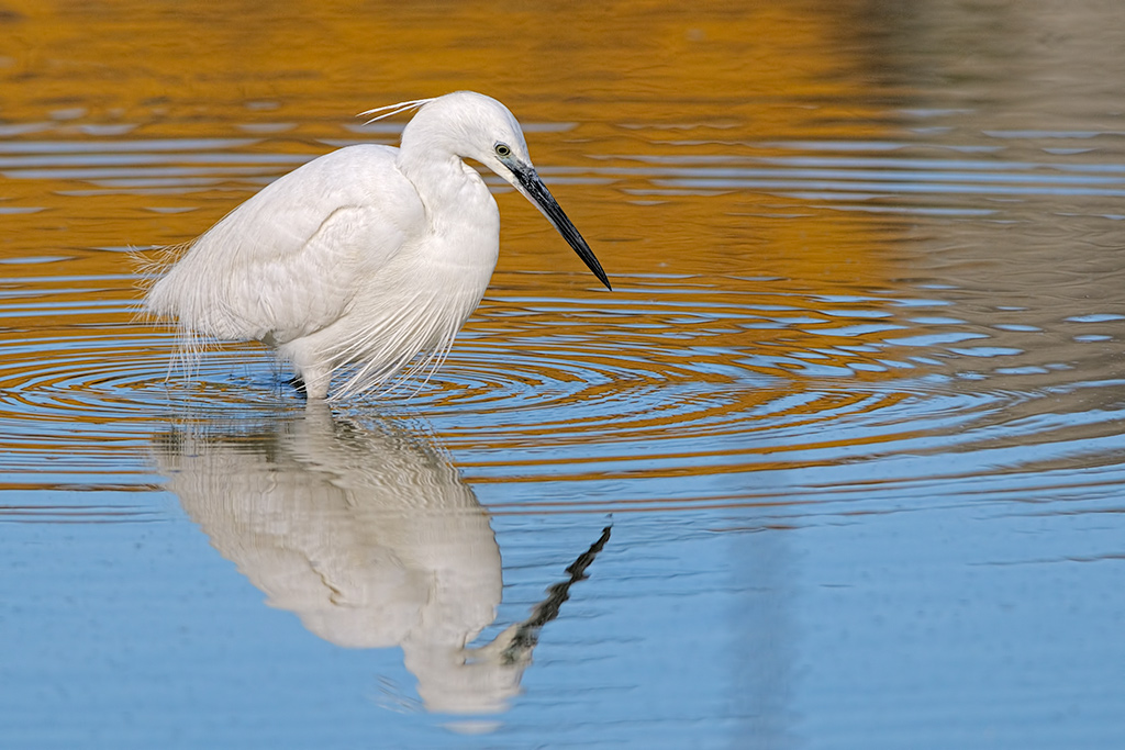 Garzetta Egretta garzetta